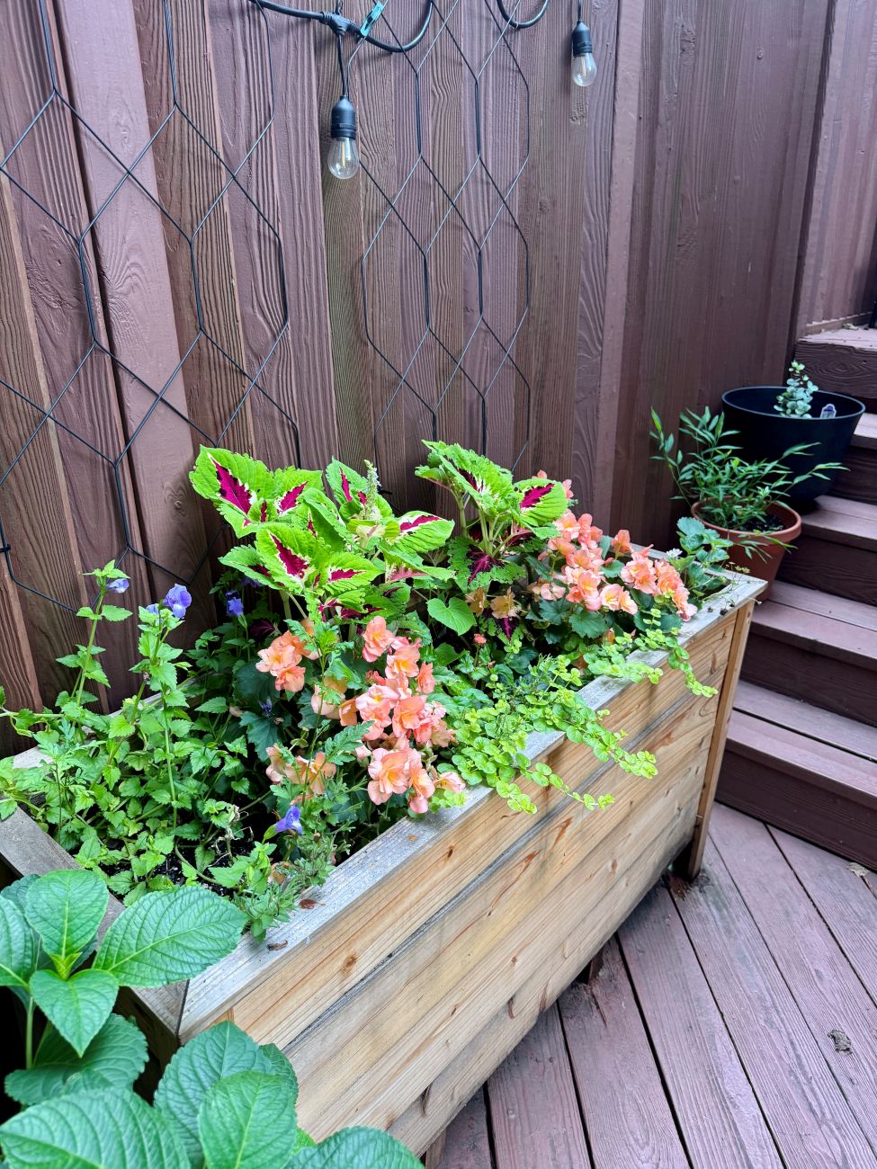 Shade container garden, colorful coleus foliage, peach begonias, blue flowers, trailing greenery, wooden deck planter