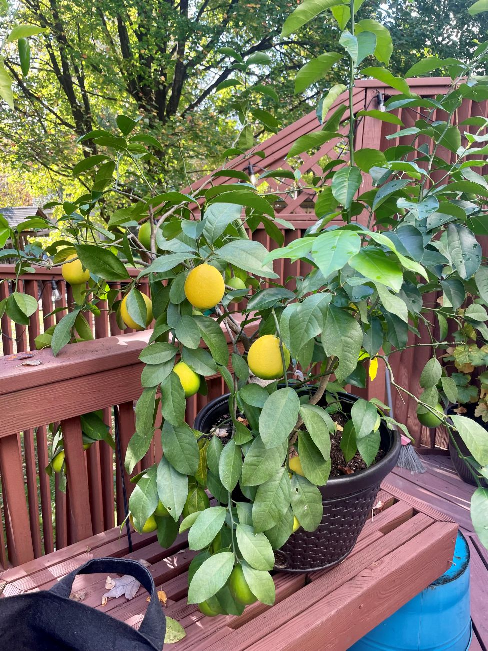 Meyer lemon tree, Citrus × meyeri, ripe yellow lemons, green citrus fruit, potted fruit tree, edible container gardening