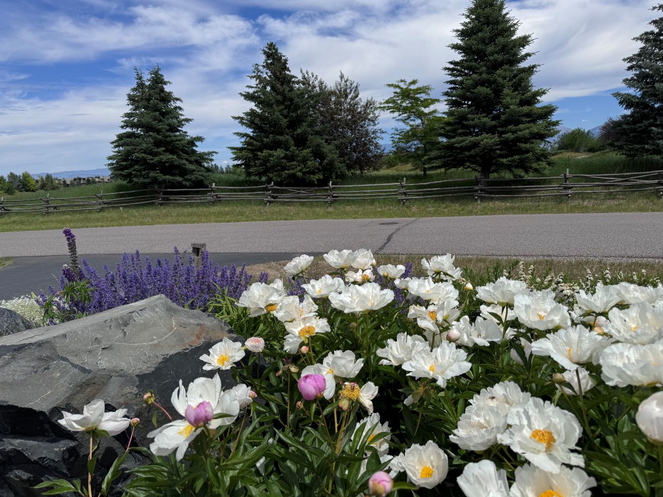 White peonies, purple flowering perennials, rustic wooden fence, stone garden border, Montana spring garden
