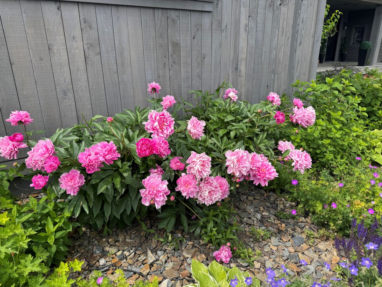 Pink double peonies, lush perennial flower border, flowering peony plants, house foundation garden, Bozeman Montana