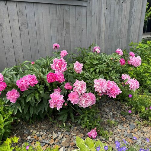 A Glimpse of Peony Season in Montana - Fine Gardening