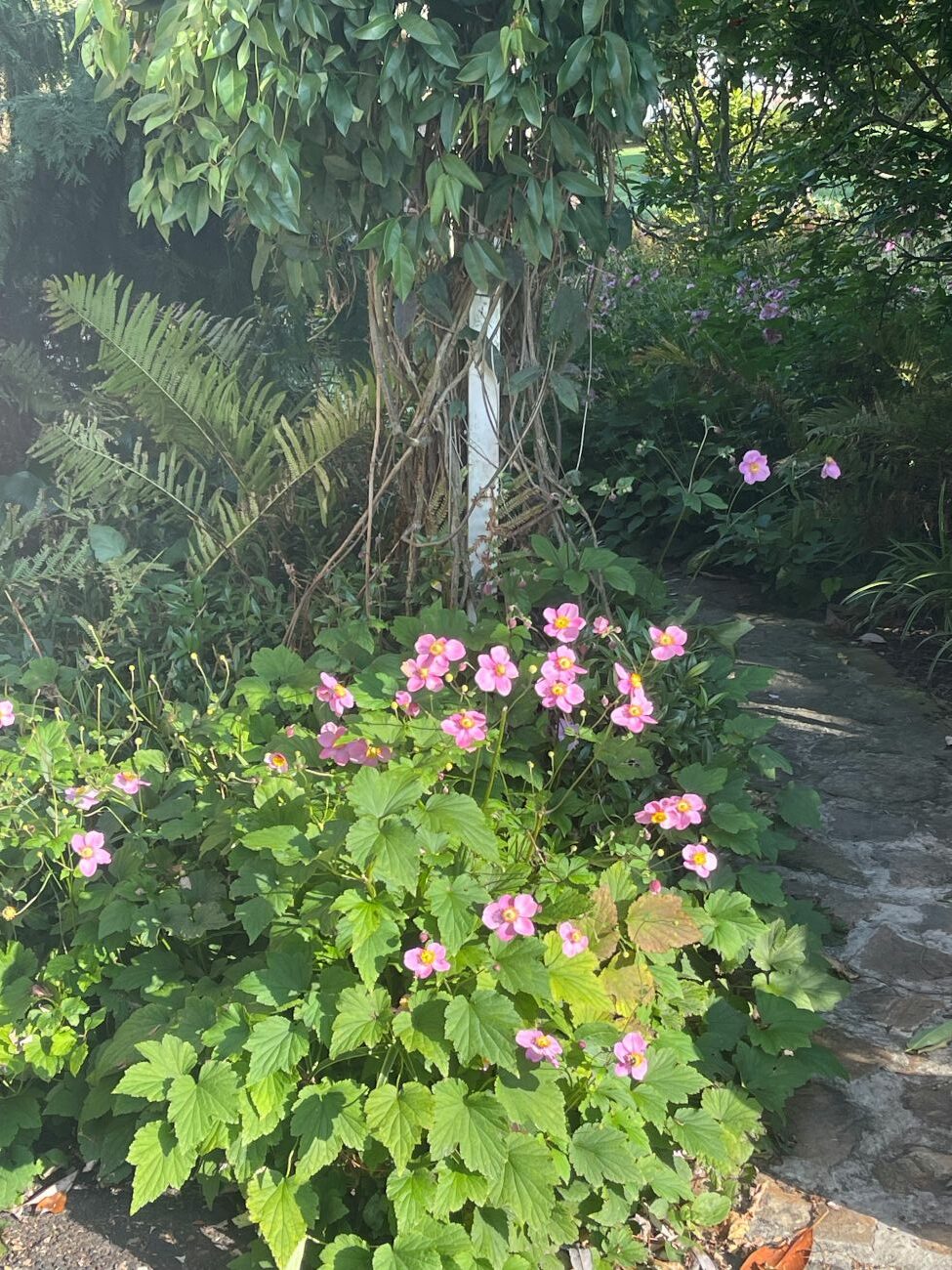 Pink Japanese anemone flowers, fern foliage, dense shade garden planting, stone pathway, Pennsylvania fall garden
