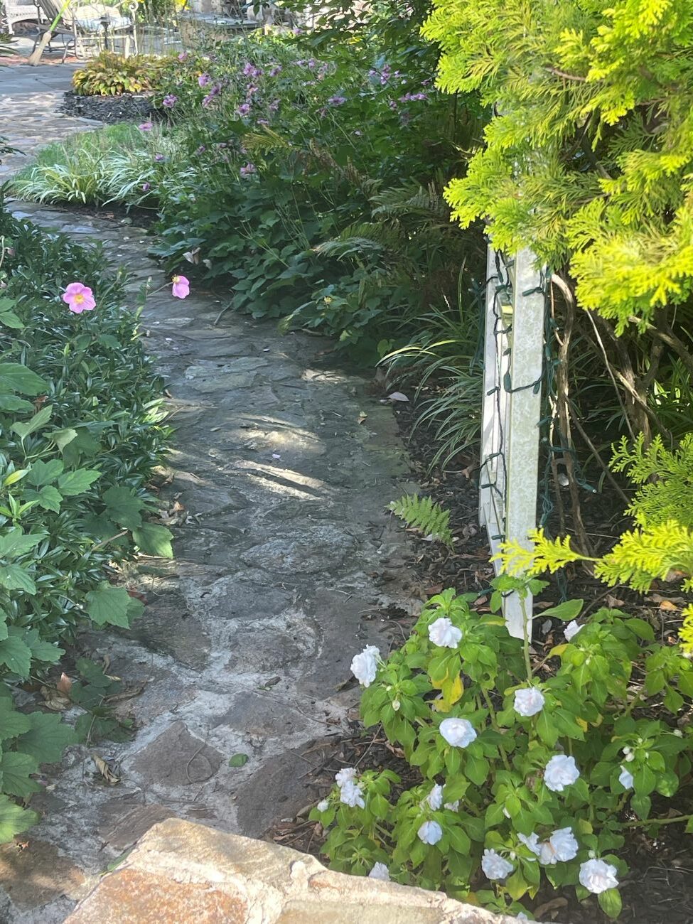 Winding natural stone garden path, pink Japanese anemones, white double begonias, evergreen shrubs, lush perennial borders
