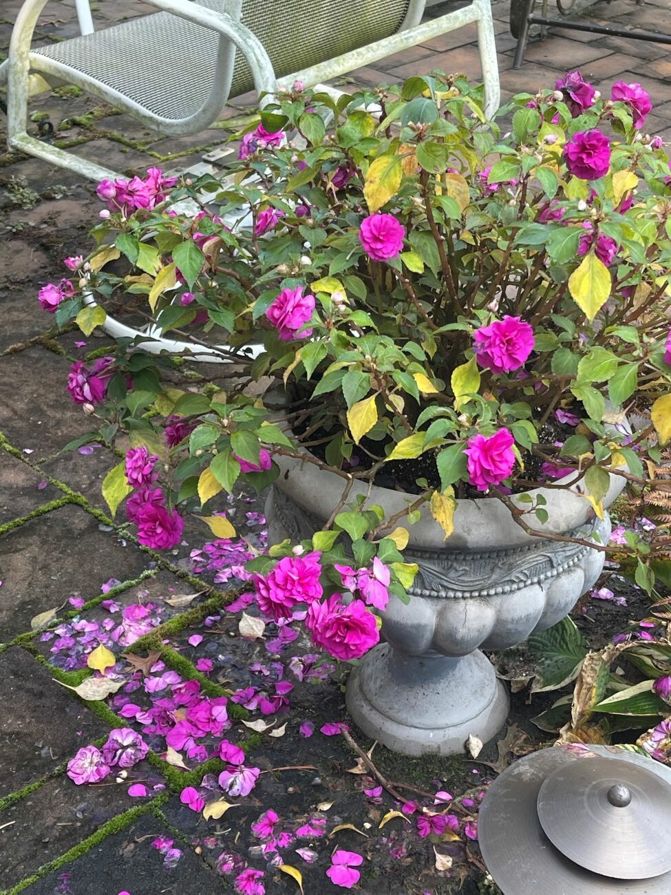 Magenta double begonias, ornamental stone urn planter, fallen pink flower petals, weathered brick patio, fall container planting