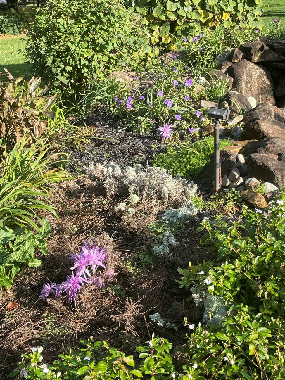 Lavender-pink colchicum flowers, autumn-blooming bulbs, natural rock garden border, mixed perennial planting, fall garden