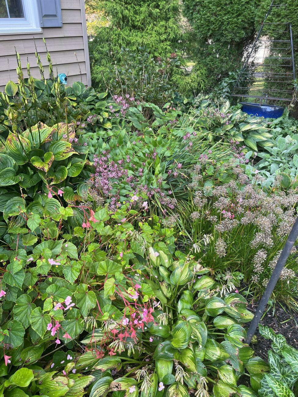 Pink hardy begonia flowers, large green hosta leaves, mixed shade garden perennials, late-season foliage, West Grove Pennsylvania