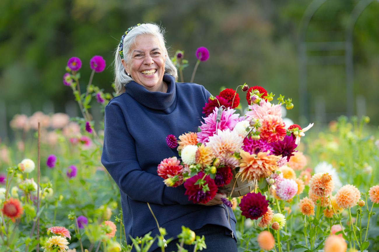 cut dahlias, dahlia bouquet, freshly cut flowers, flower farm, Bewitching Blooms
