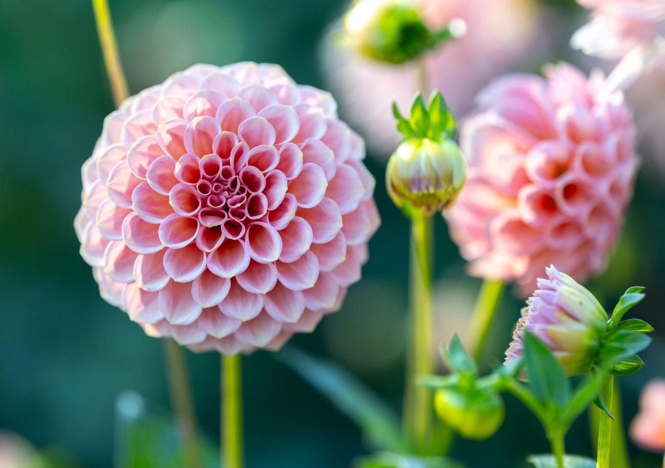 dahlias, colorful dahlias, dahlia flowers, flower field, New Jersey flower farm