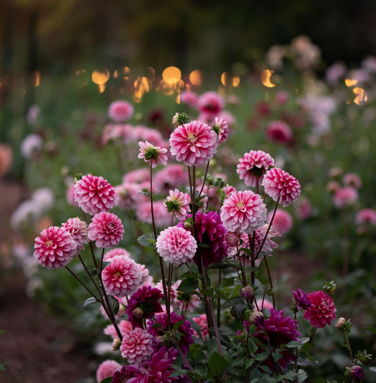 dahlias, dahlia field, cut flower garden, flower farming, Bewitching Blooms