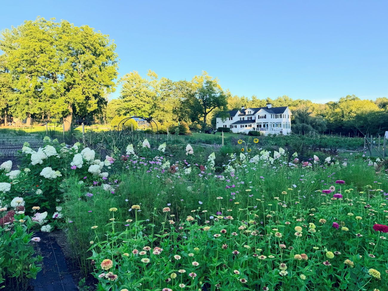 flower farm, cutting garden, flower fields, Bewitching Blooms, Far Hills New Jersey