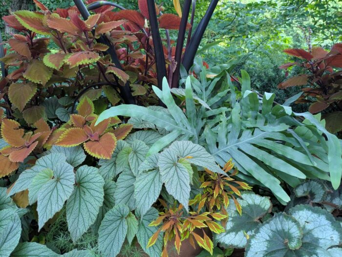 Unusual Foliage Plants for Shady Containers - Fine Gardening