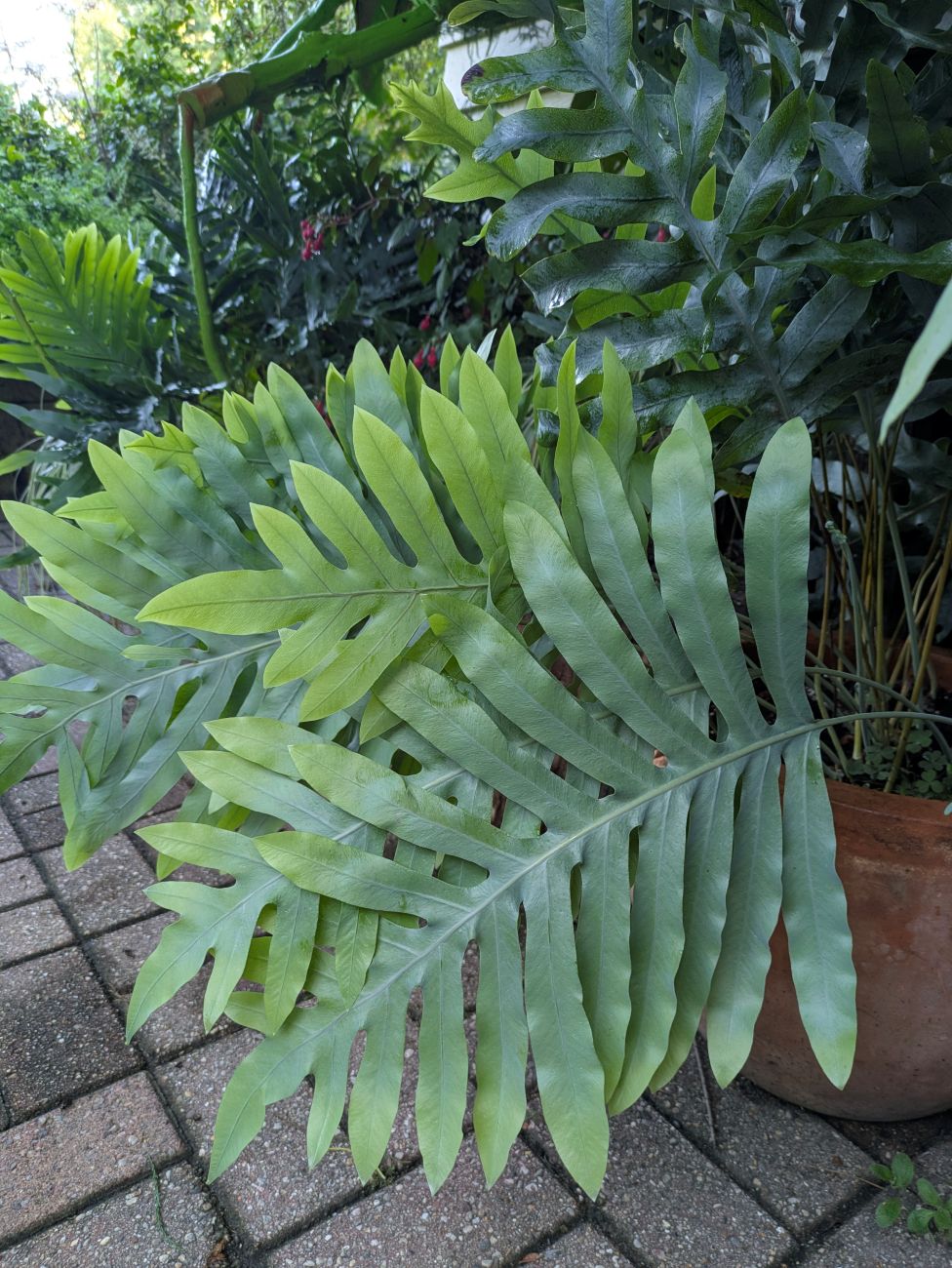 blue star fern, emerging fern blades, lime-green margins, blue-green foliage