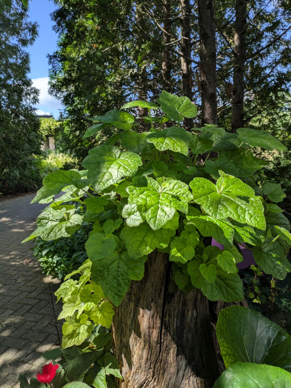 piggyback plant, textured green leaves, old tree stump, shade container planting