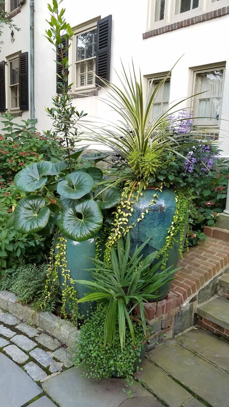 Chanticleer garden, turquoise container, leopard plant, glossy round foliage, mixed shade planting