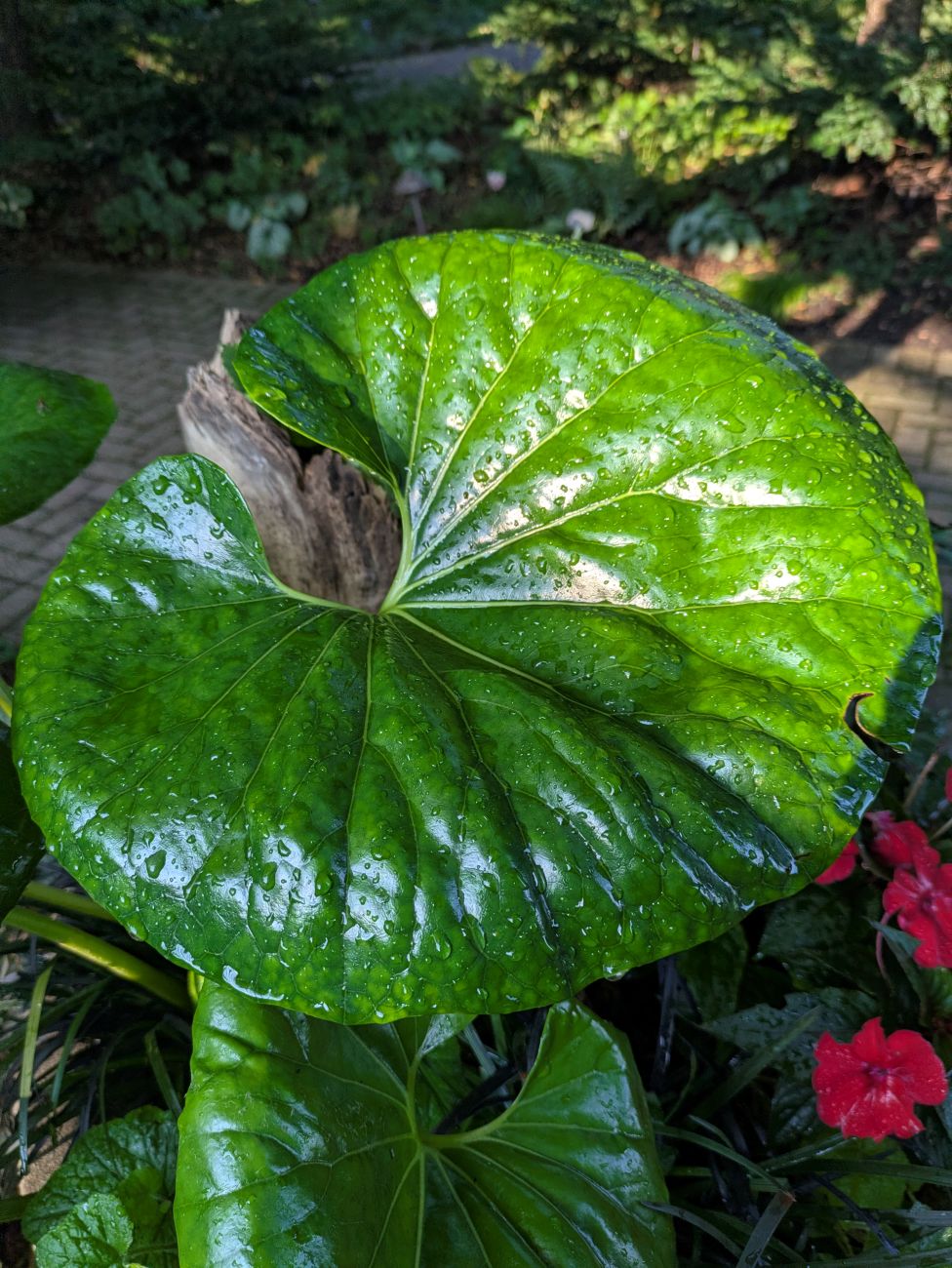 leopard plant, large glossy green leaf, water droplets, rounded foliage