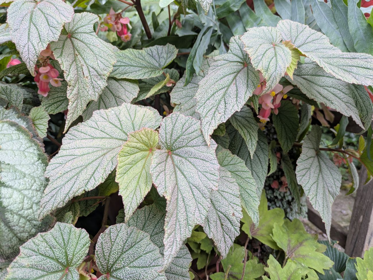 Sinbad begonia, silver-speckled leaves, green leaf veins, soft-pink flowers