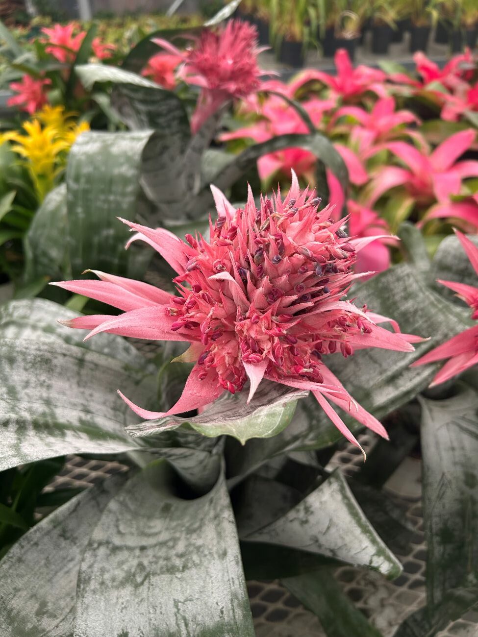 aechmea bromeliad, pink flower spike, silver-banded leaves, tropical houseplant