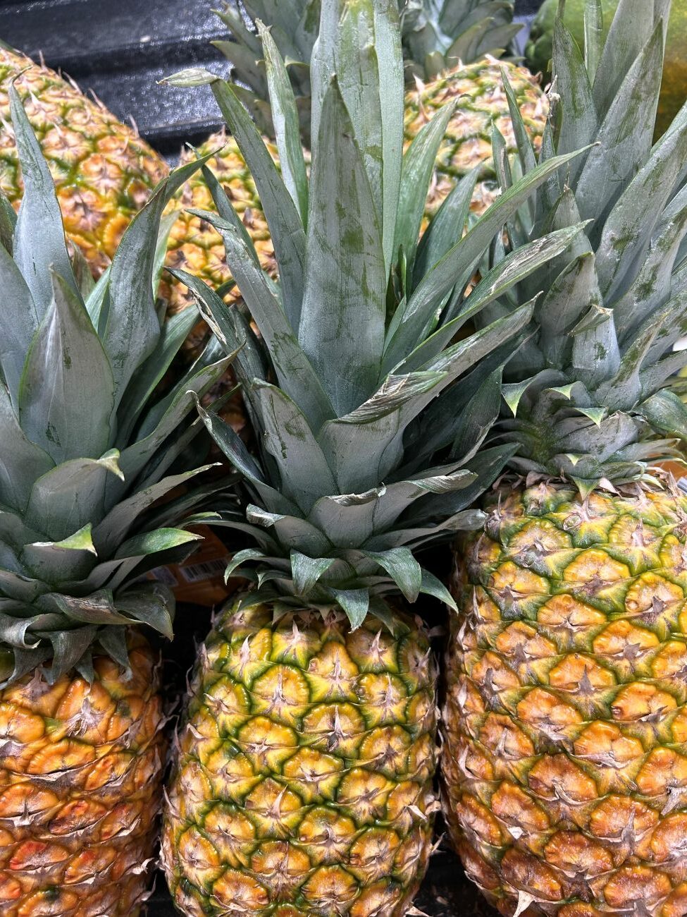 pineapples, golden fruit, green leaf crowns, bromeliad family