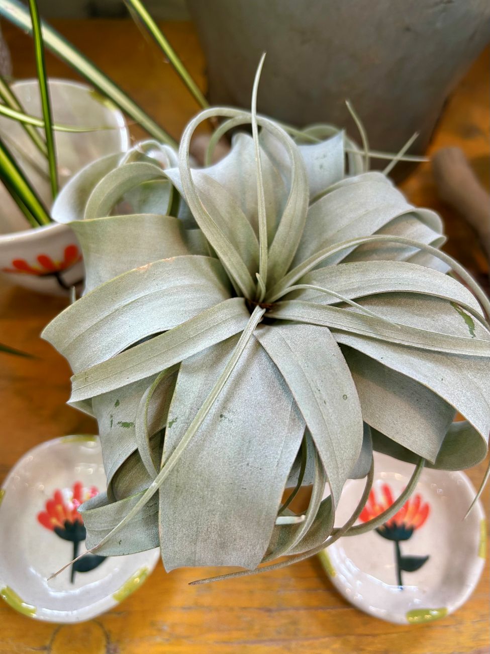 Tillandsia xerographica, silver air plant, broad curling leaves, rosette foliage