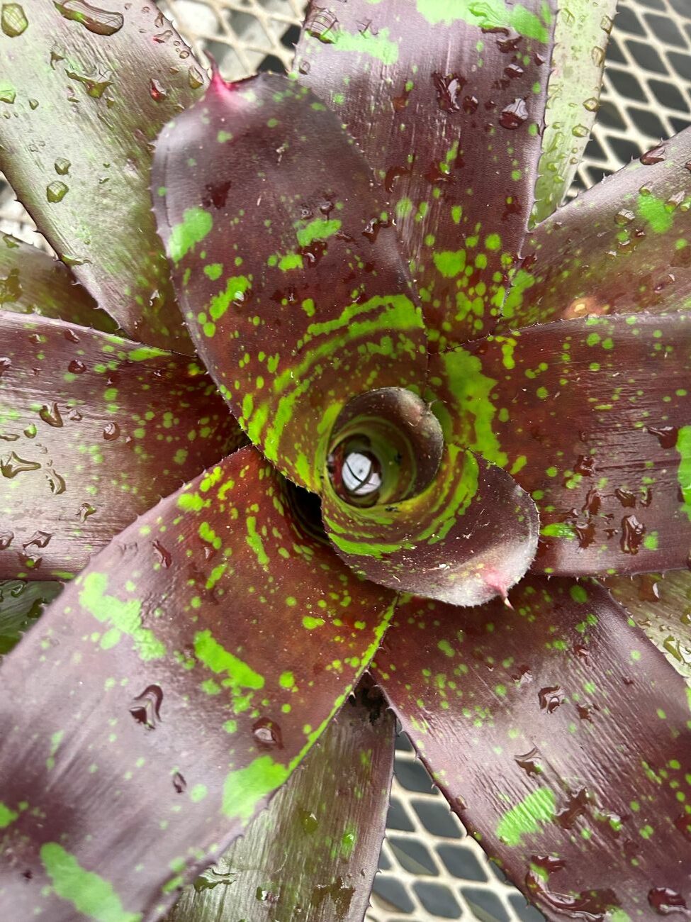 Neoregelia bromeliad, burgundy leaves, green speckles, central water tank, rosette foliage