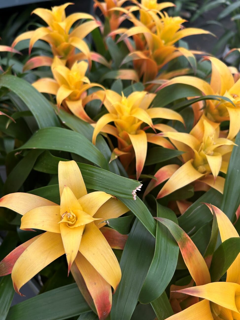 yellow guzmania bromeliads, golden yellow bracts, green foliage, tropical houseplants