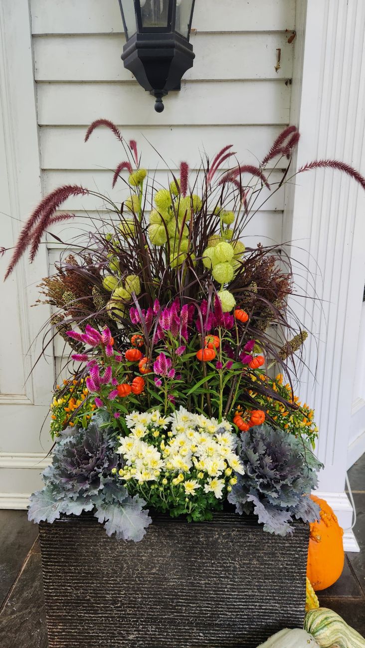 Fall front porch container, purple fountain grass, pink celosia, orange pumpkins-on-a-stick, ornamental cabbage, white house