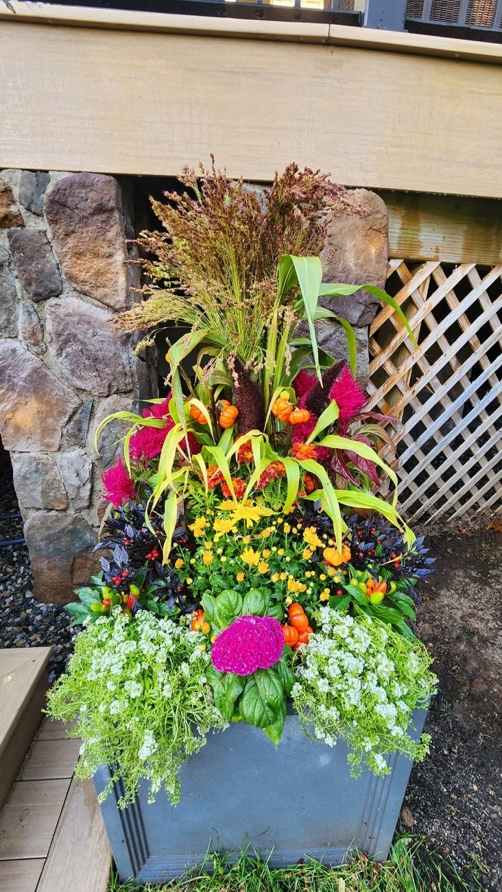 Fall square planter, pink celosia, orange ornamental peppers, yellow mums, white alyssum, millet