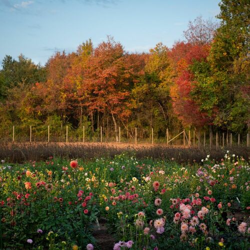 The Business of Flower Farming: Bewitching Blooms - Fine Gardening