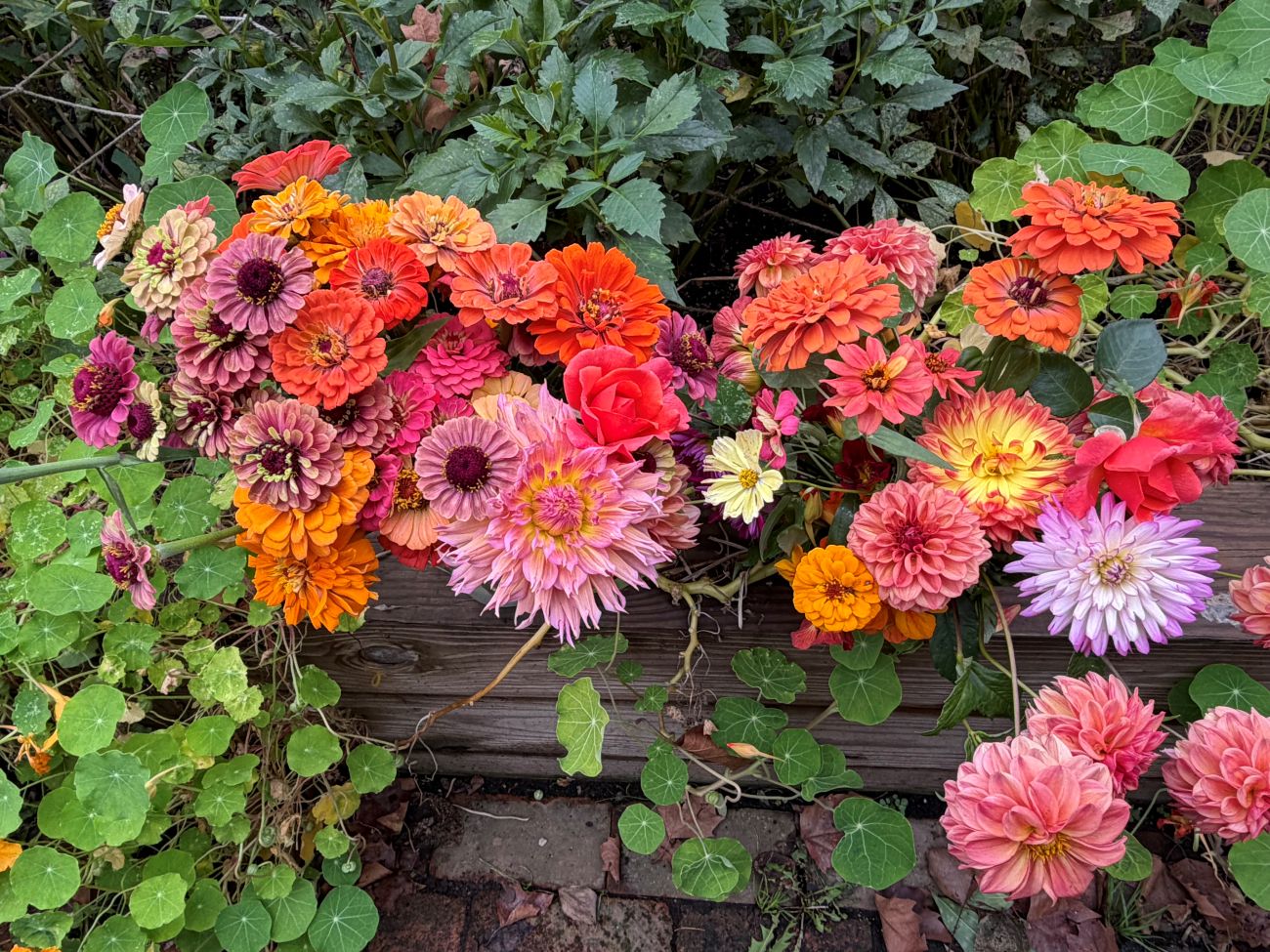 Freshly harvested cut flowers, pink and peach dahlias, colorful zinnias, garden roses, final autumn harvest