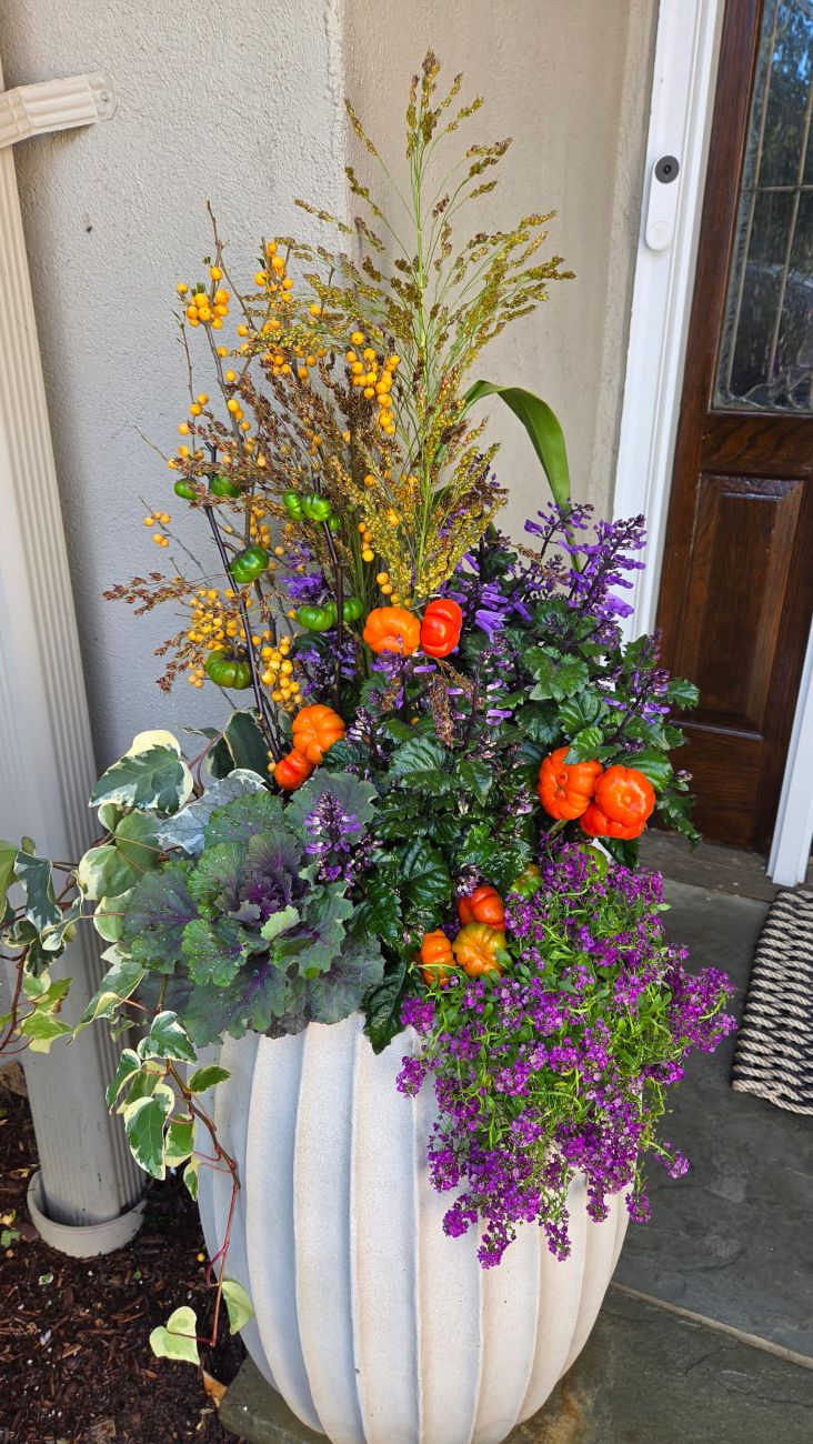 Tall autumn porch container, yellow winterberries, broom corn, purple plectranthus flowers, ornamental cabbage, pumpkins-on-a-stick