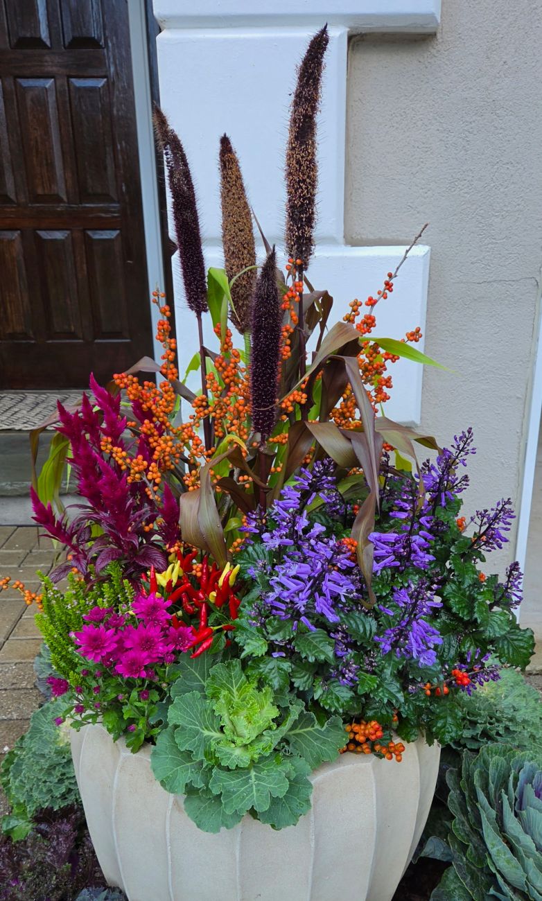 Fall driveway container, green and brown millet, orange winterberries, purple plectranthus, celosia, ornamental peppers
