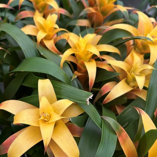 Growing Bromeliads in the Pacific Northwest - Fine Gardening