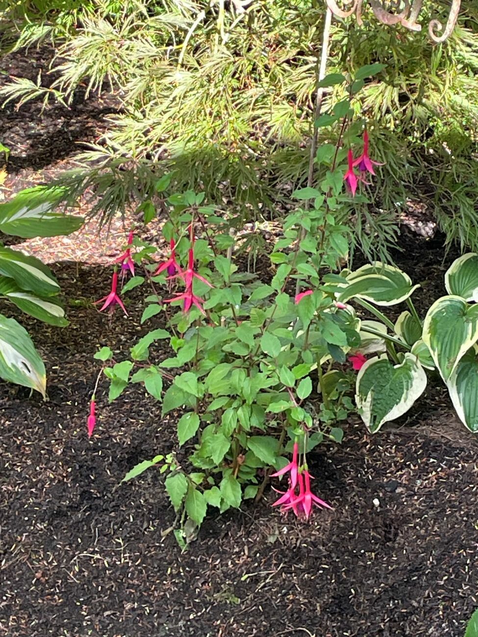 Hardy fuchsia with pink flowers, variegated hostas, laceleaf Japanese maple, shaded October garden
