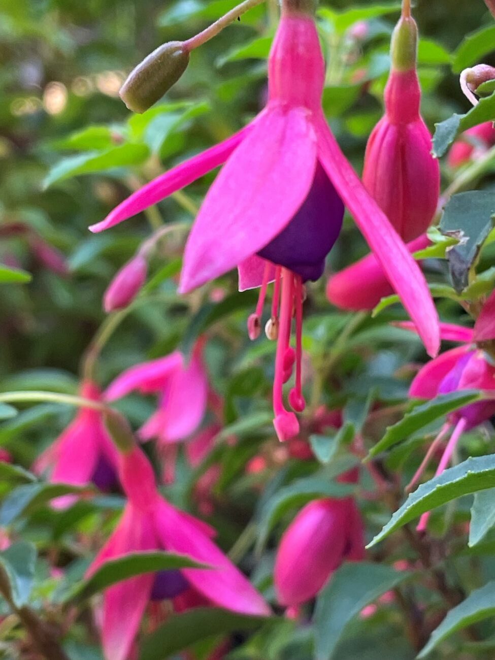 Hardy fuchsia, dangling pink and purple flowers, October blooms, Pacific Northwest garden
