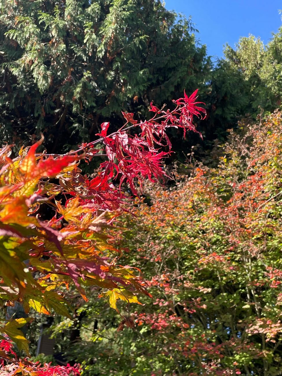 Olsen's Frosted Strawberry Japanese maple, red autumn foliage, western red cedars, vine maple, blue October sky