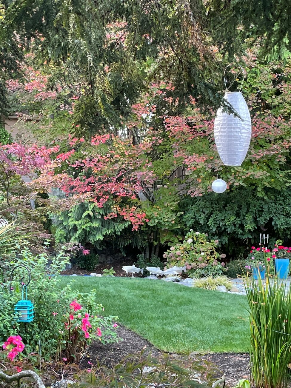 Washington backyard garden, autumn foliage, mature evergreen trees, green lawn, garden beds, hanging lanterns