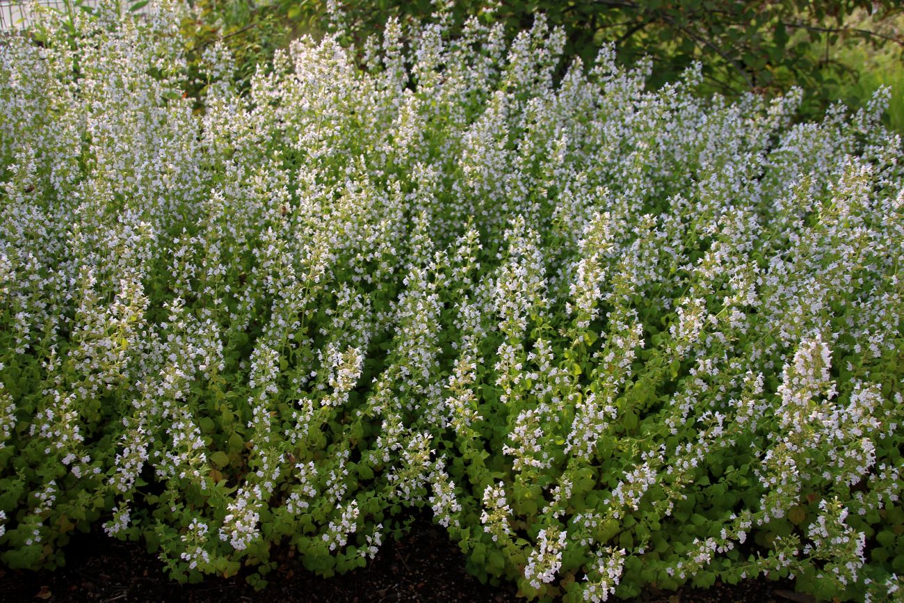 Lesser calamint, Calamintha nepeta, white flowers, mounding perennial, pollinator garden, blue cloud