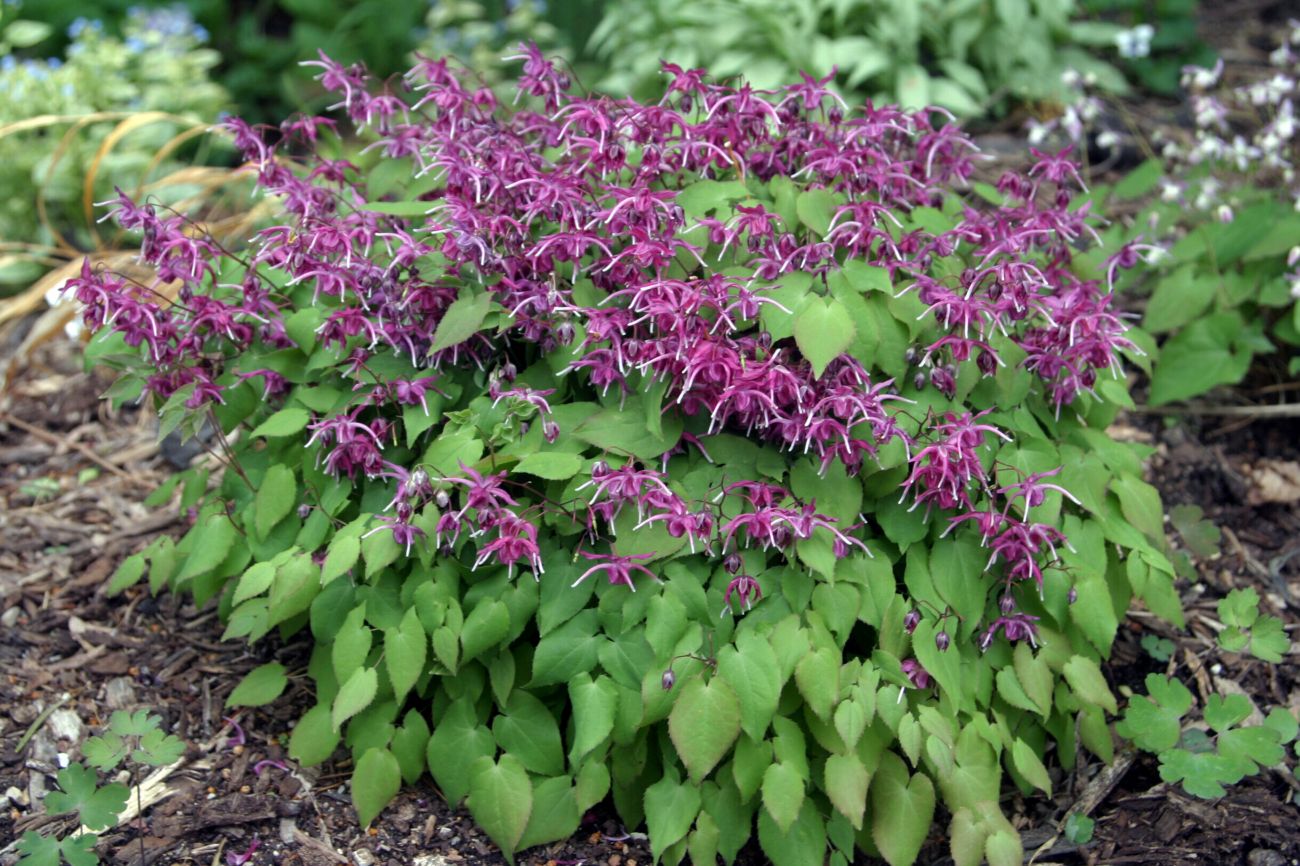 Lilafee barrenwort, Epimedium grandiflorum, purple flowers, shade perennial, dry shade garden