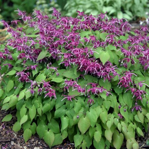 Drought-Tolerant Perennials for Mid-Atlantic Gardens - Fine Gardening