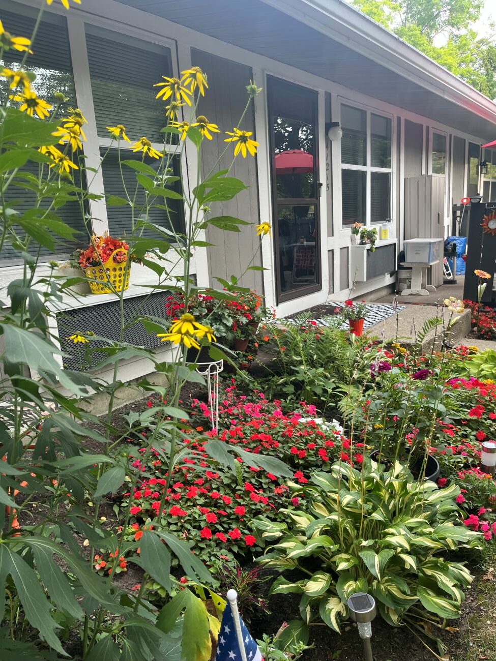 Michigan home garden, red and pink impatiens, flowering annuals, green ferns, lush foundation planting, Sterling Heights garden