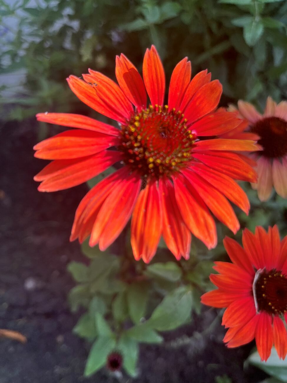 Orange-red coneflower, Echinacea flower, dark central cone, narrow petals, Michigan summer garden