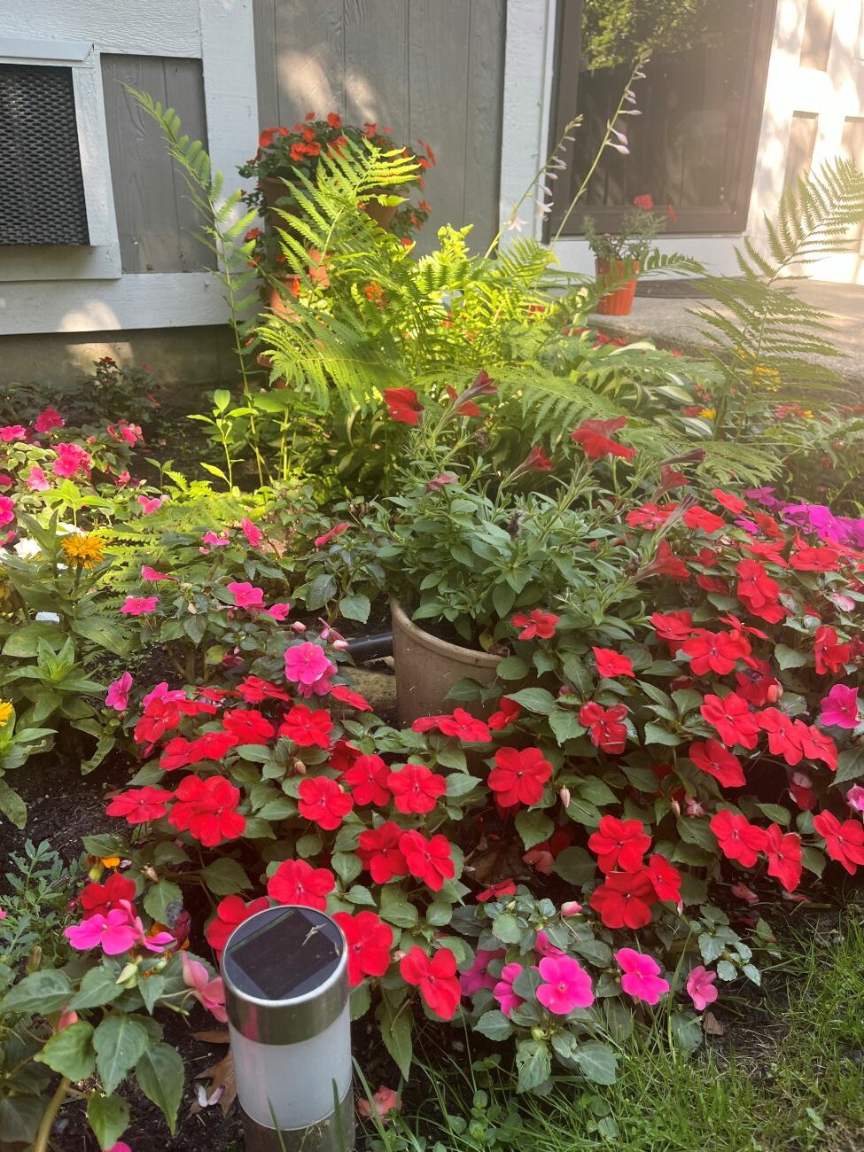 Michigan front garden, yellow black-eyed Susans, red impatiens, variegated hostas, colorful flower beds, foundation planting
