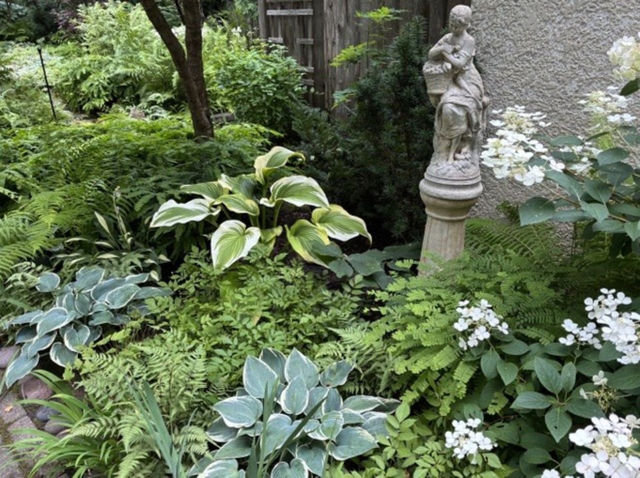 Shaded Minnesota back garden, variegated Montana Aureomarginata hosta, blue El Niño hostas, Little Quick Fire hydrangea, ferns, stone garden statue