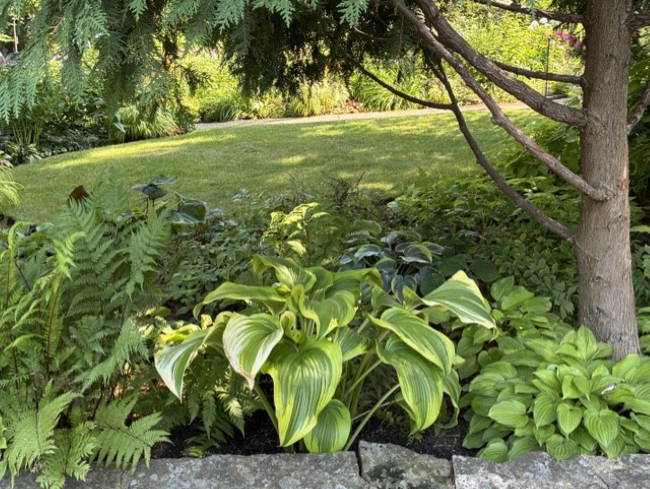 Large variegated Montana Aureomarginata hosta, shaded front garden, ferns, white cedar tree, stone garden edging