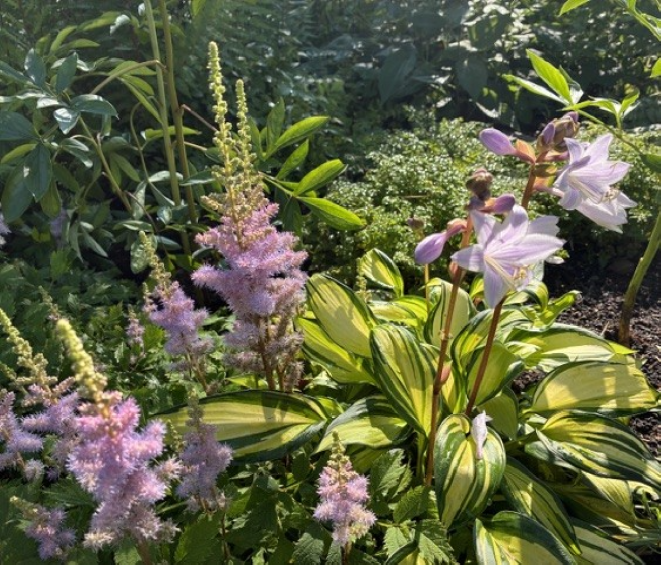 Variegated hosta foliage, pale lavender hosta flowers, pink Chinese astilbe flower plumes, shaded perennial garden