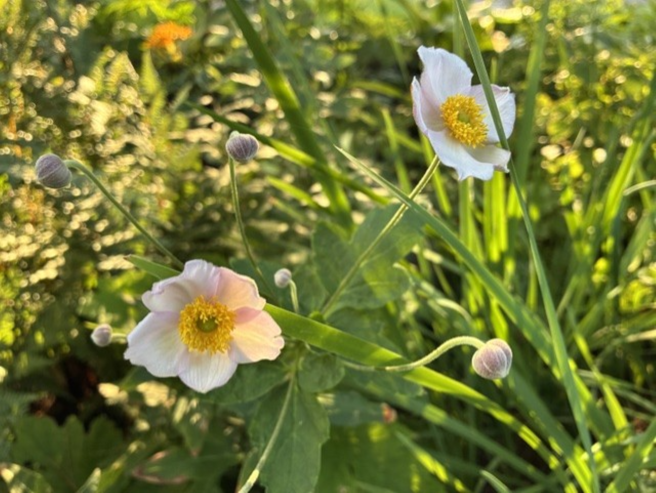 Pale pink grape-leaf anemone flowers, yellow centers, round flower buds, late summer perennial garden, afternoon sunlight