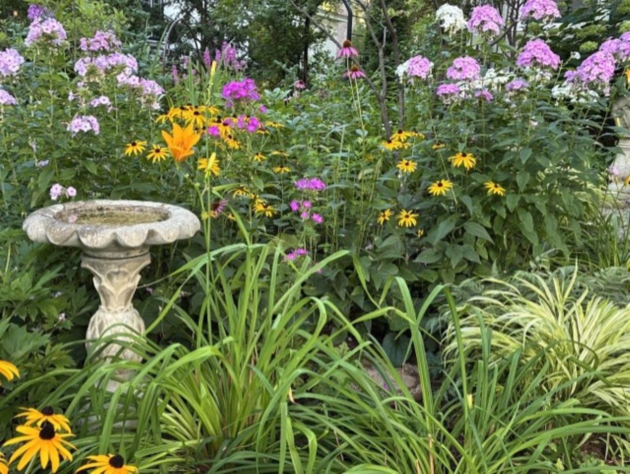 Minnesota front garden, pink garden phlox, yellow black-eyed Susans, golden daylily, ornamental grasses, stone birdbath, late summer flowers