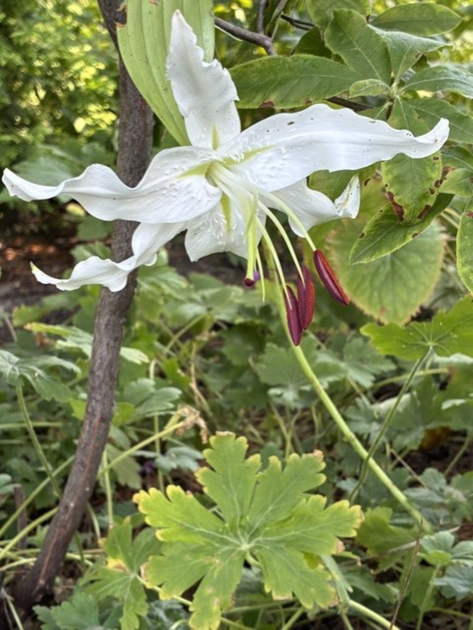 White Japanese lily flower, recurved white petals, burgundy stamens, spotted petals, late summer garden, Lilium speciosum Album
