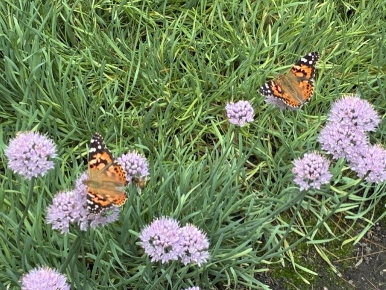 Two painted lady butterflies, lavender curly onion flower clusters, blue-green narrow foliage, pollinator garden, early fall blooms