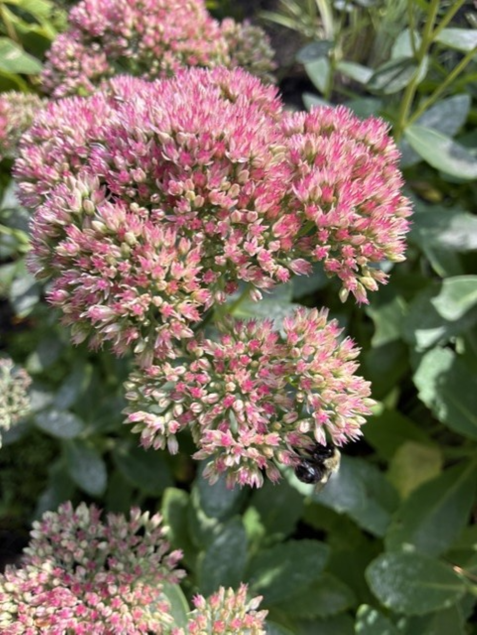 Autumn Joy stonecrop, pink flower clusters, bumblebee feeding on blooms, succulent green foliage, fall pollinator perennial